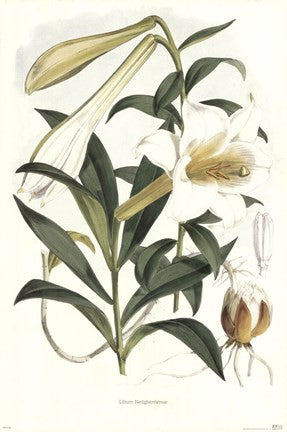 Lilium Neilgherriense