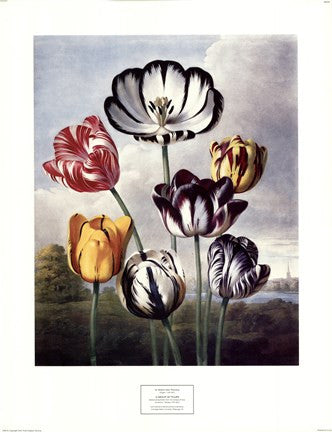 Tulips