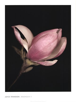 Magnolia II