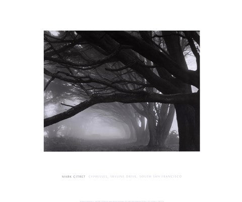 Cypresses, Skyline Drive, South San Francisco, 1996