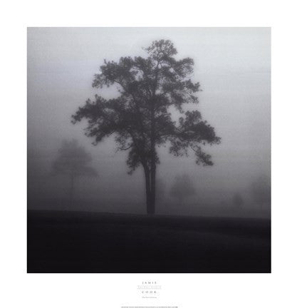 Fog Tree Study I