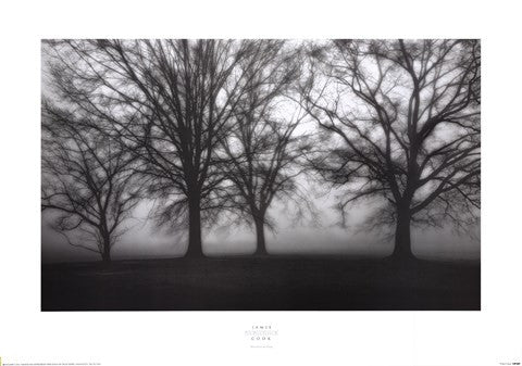 Fog Tree Study IV