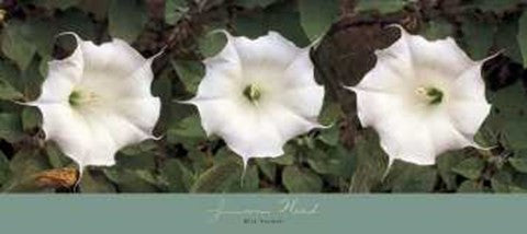 Jimson Weed