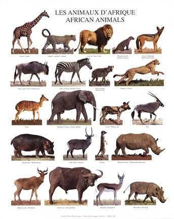 African Animals