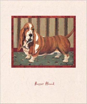 Bassett Hound