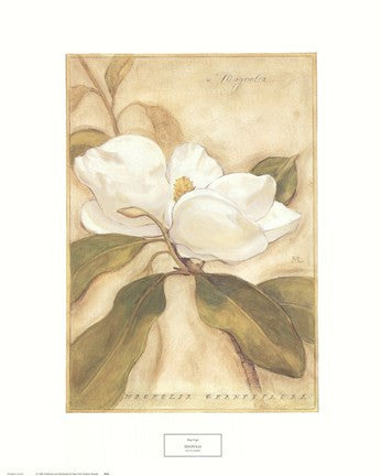 Magnolia