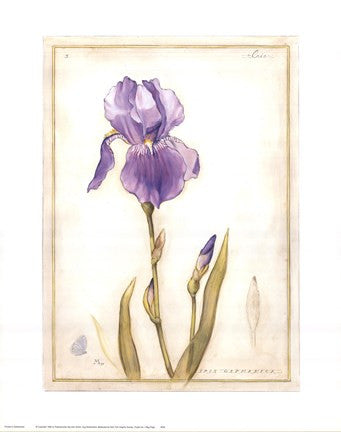 Purple Iris I