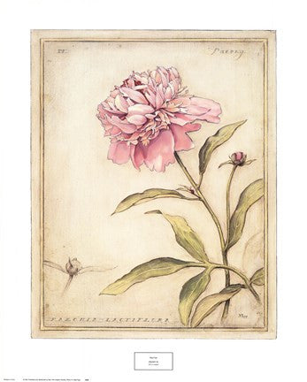 Peony IV