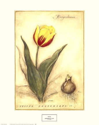 Keizerskroon Tulip