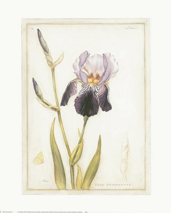 Purple Iris with Beard I