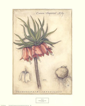 Crown Imperial Lily