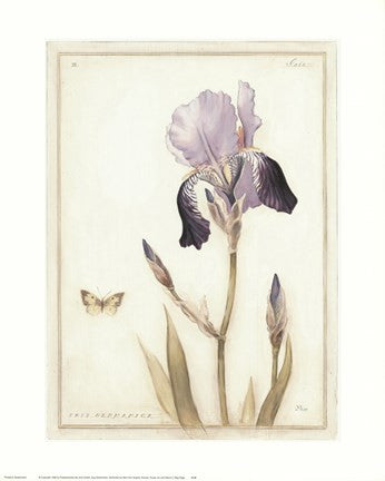 Purple Iris with Beard II