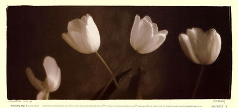 Illuminating Tulips III