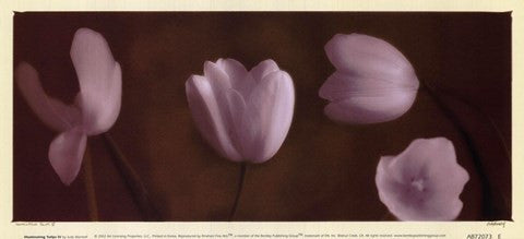 Illuminating Tulips IV