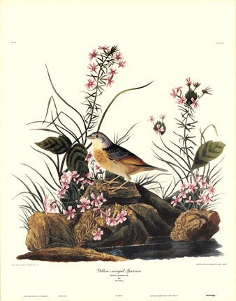 Yellow-Winged Sparrow