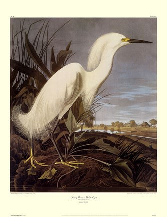 Snowy Heron or White Egret