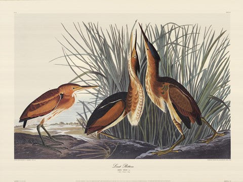 Least Bittern