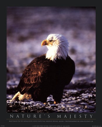 Bald Eagle