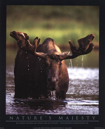 Bull Moose