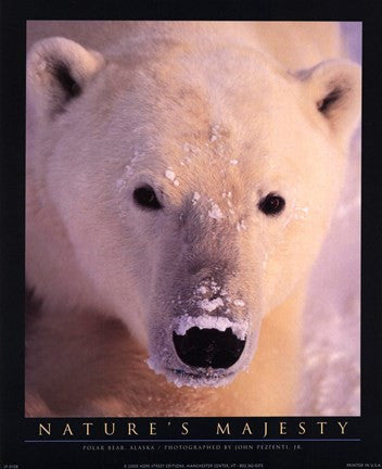 Polar Bear