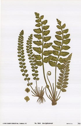 Sea Spleenwort