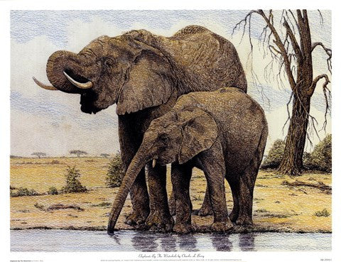 Elephants By The Waterhole