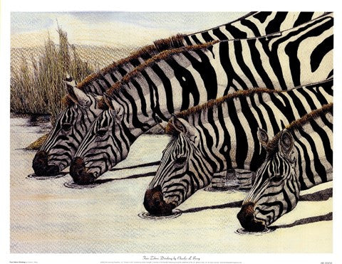 Four Zebras Drinking