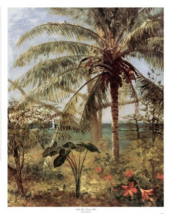 Palm Tree, Nassau 1892