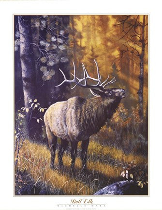 Bull Elk