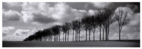 Somme Treeline