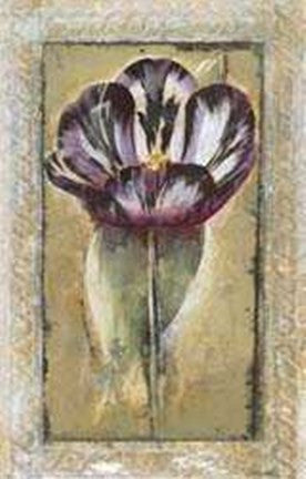 Tulipa