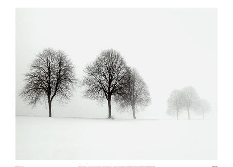 Winter Trees II