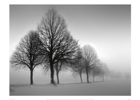 Winter Trees III