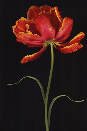 Tulipa: Fantasy I