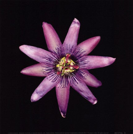 Passion Flower