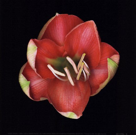 Coral Tulip