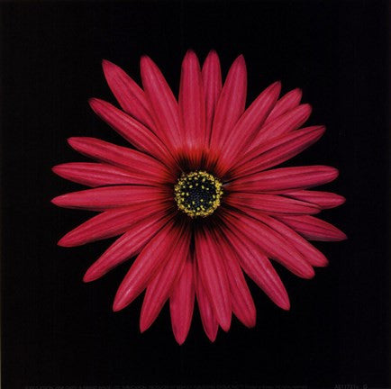 Pink Daisy