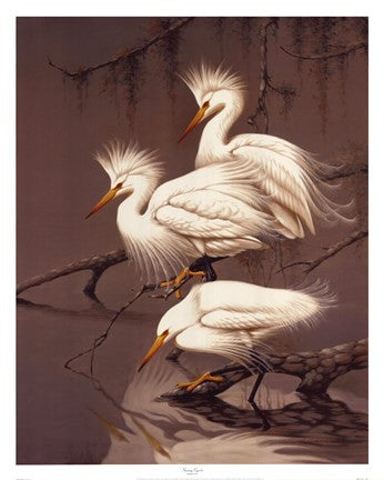 Snowy Egrets