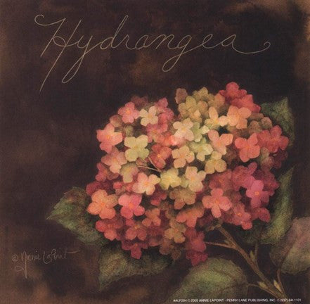 Midnight Hydrangea