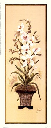 Orchid II