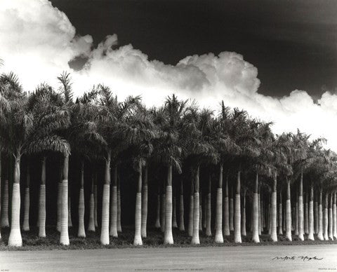 White Palms, Costa Rica