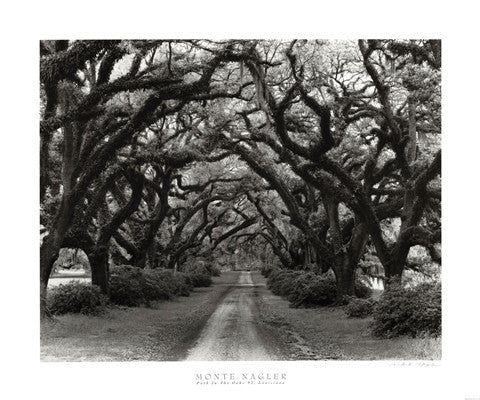 Path In The Oaks #2, Louisiana