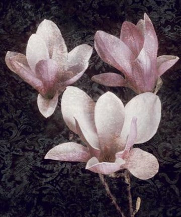 Pink Magnolias II