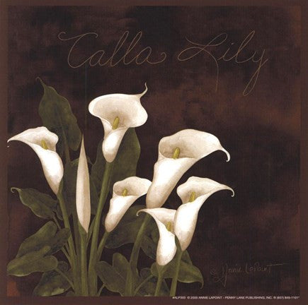 Midnight Calla Lily