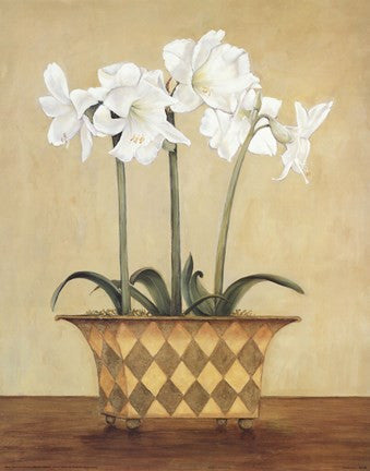 Amaryllis In Checkered Vase