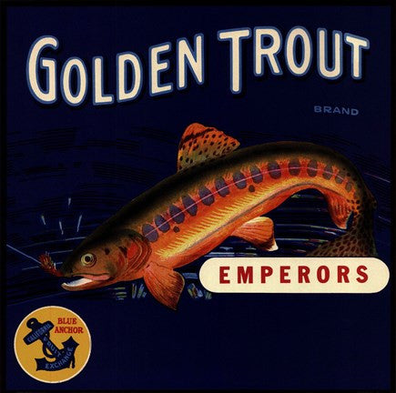 Golden Trout