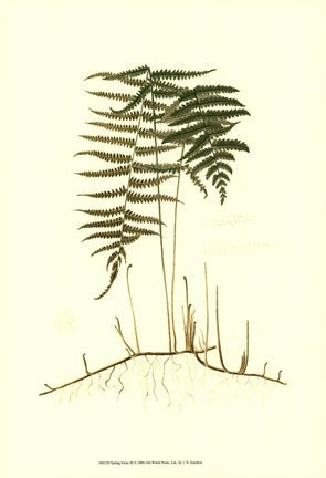 Spring Ferns III