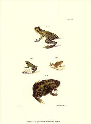 Antique Frogs II