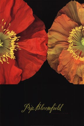 Red And Yellow Poppy I