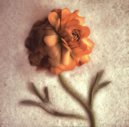 Sand Ranunculus